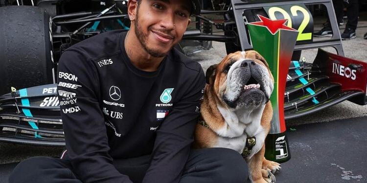 Perro de Lewis Hamilton Perro de Lewis Hamilton