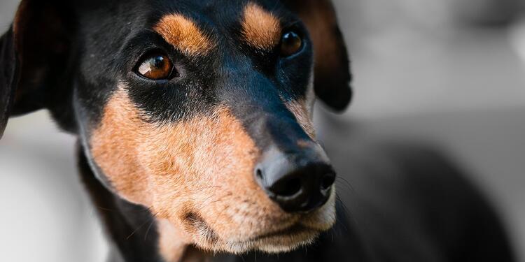 Perro sufrió fuerte agresión