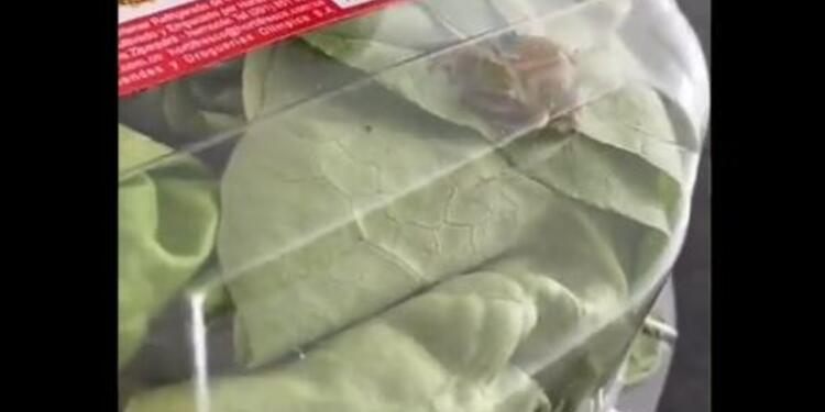Rana dentro de una lechuga