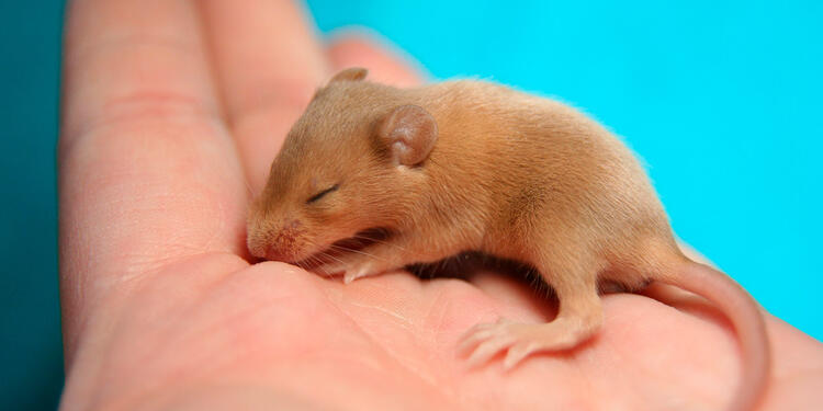 Ratón pequeño