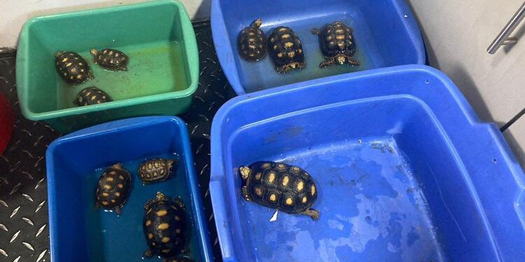 TORTUGAS TORTUGAS
