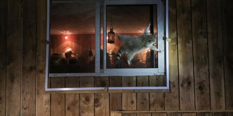 Mapache en la ventana