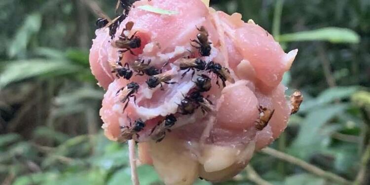 Abejas Carnívoras