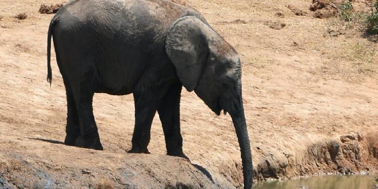 Elefante pequeño Elefante bebé