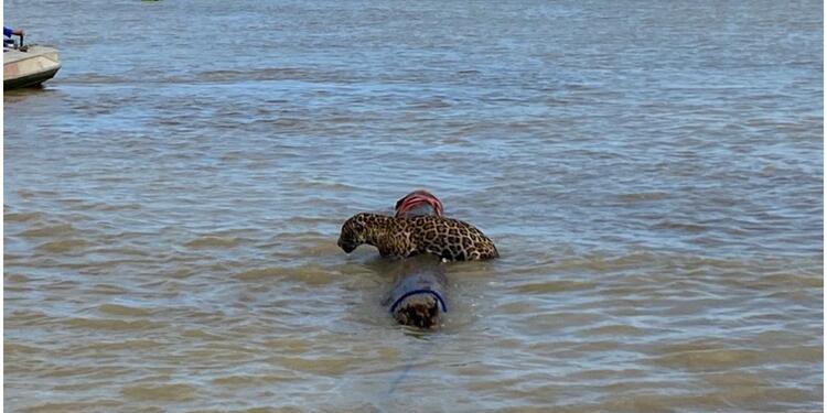 Jaguar rescatado en las aguas de Urabá