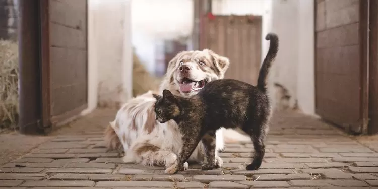 Perro y gato, mascotas con grupo sanguíneo Perro y gato