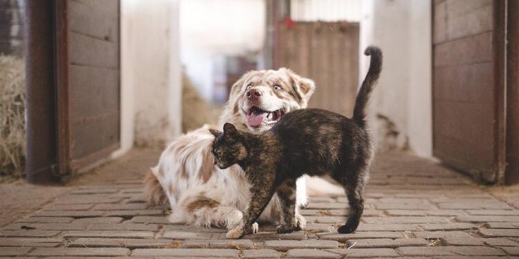 Perro y gato, mascotas con grupo sanguíneo Perro y gato