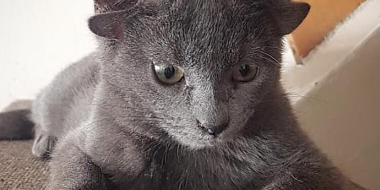Gata con cuatro orejas Gata con cuatro orejas