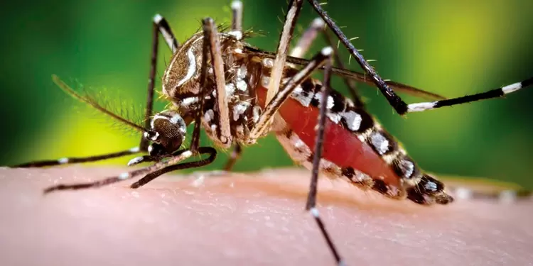 Mosquito sobre la piel Mosquito que transmite el dengue