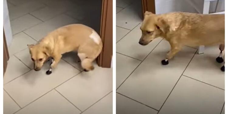 Perrita con implantes biónicos Perrita con implantes biónicos