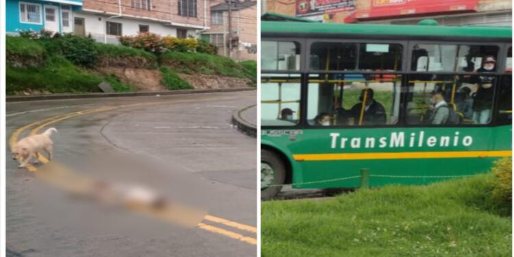 Perro atropellado en Bogotá Perro atropellado en Bogotá