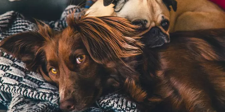 Perros dormidos Perros acostados