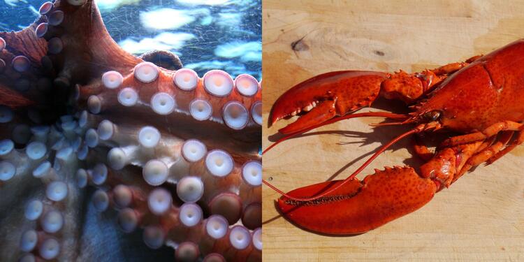 Pulpo y langosta sienten dolor cefalópodos sienten dolor