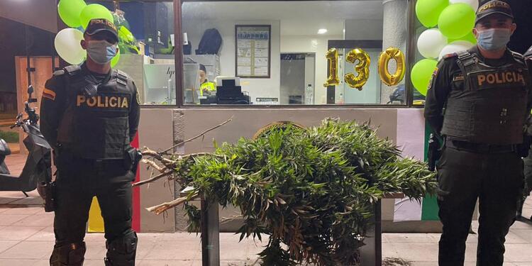 Hicieron pasar plantas de marihuana como 'arbolitos de navidad' en Suba