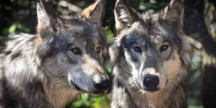 Manada de lobos
