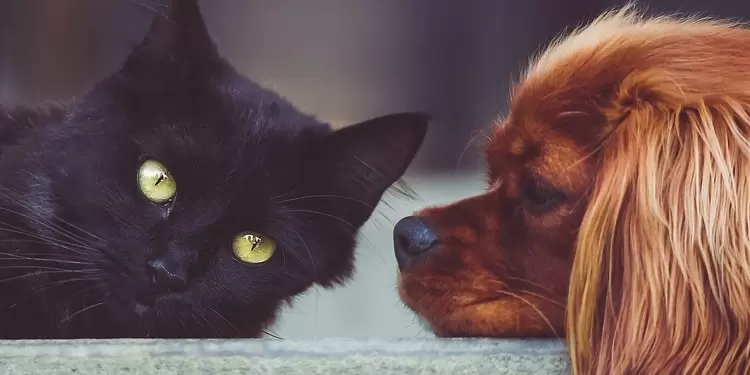 Estrategias para promover el cuidado de las mascotas