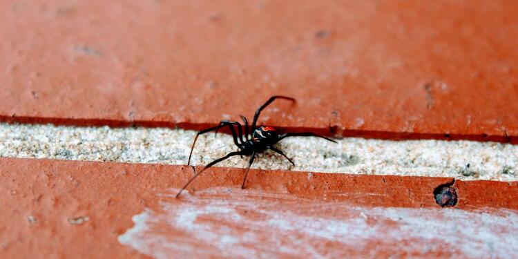 Araña negra y roja