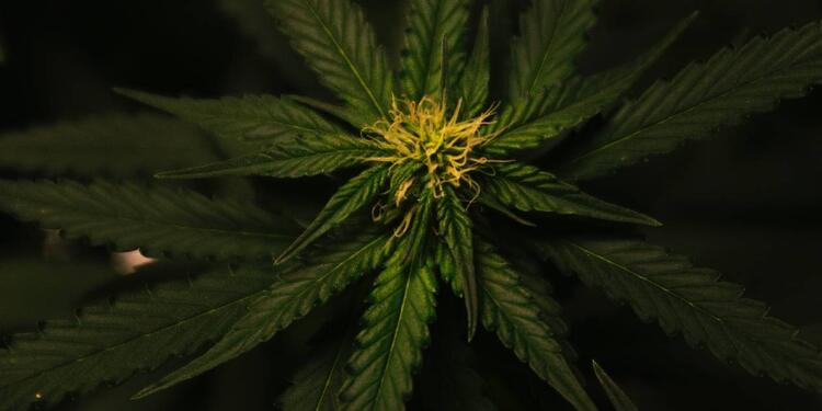 Cannabis en China Cannabis en China