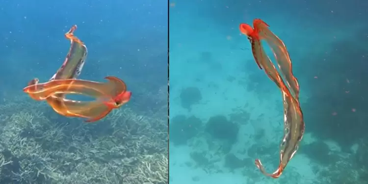 Pulpo manta, una rara especie marina Pulpo manta, una rara especie marina