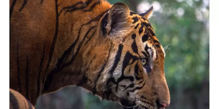 Tigre Año del Tigre: todo sobre el horóscopo chino