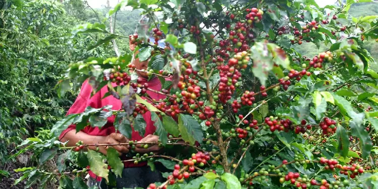 Café de Colombia Café de Colombia