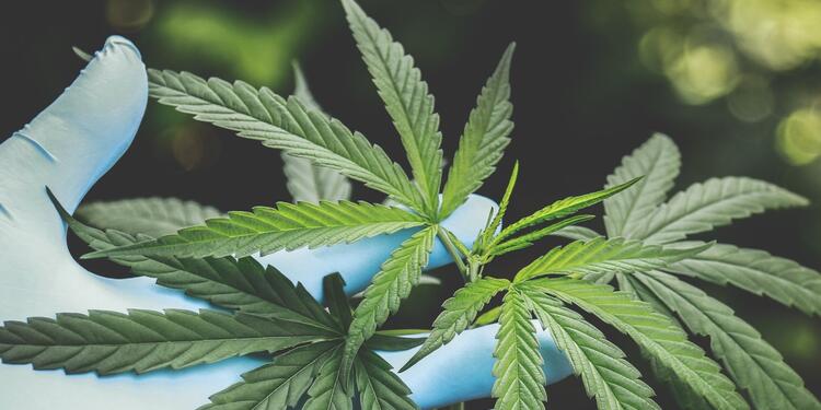 Cannabis