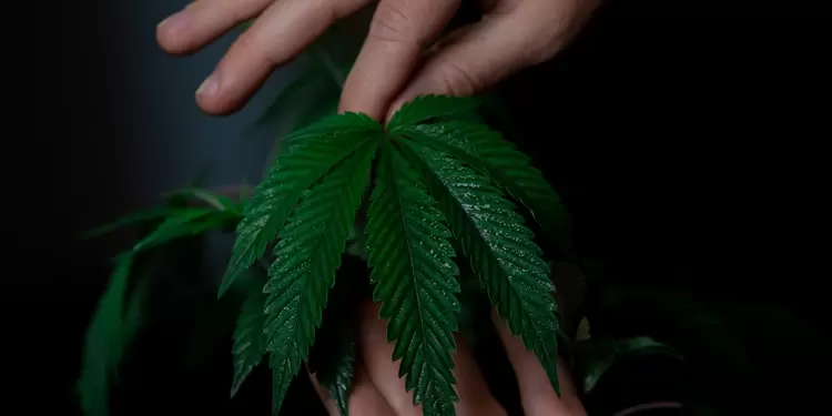 Cannabis Cannabis