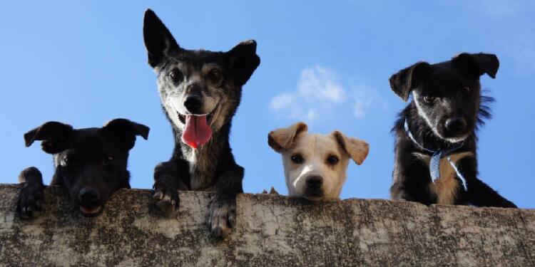 Los perros y los idiomas