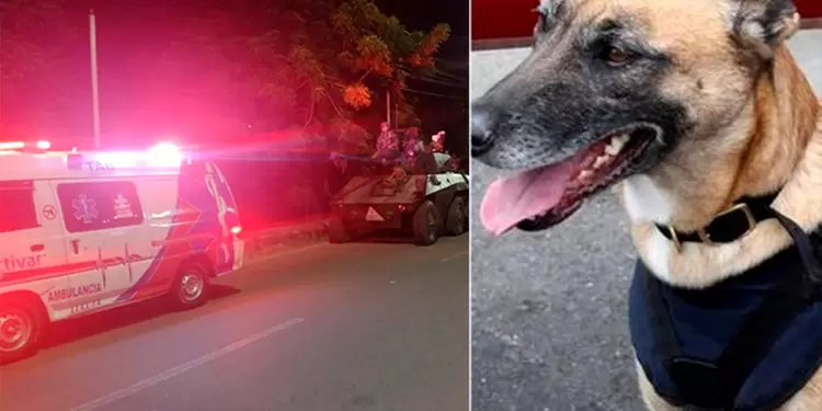 Perro antiexplosivos muere en Cúcuta Perro antiexplosivos muere en Cúcuta