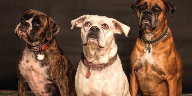 perros y el duelo