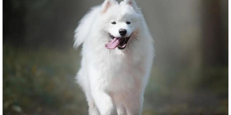 Samoyedo