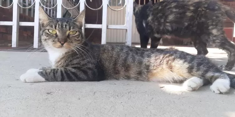 Gatos envenenados en Cúcuta