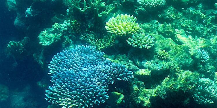 La Gran Barrera de Coral de Australia