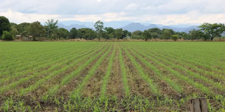 Sector agro