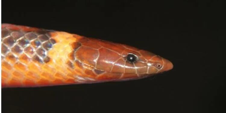 Descubren serpiente en Paraguay
