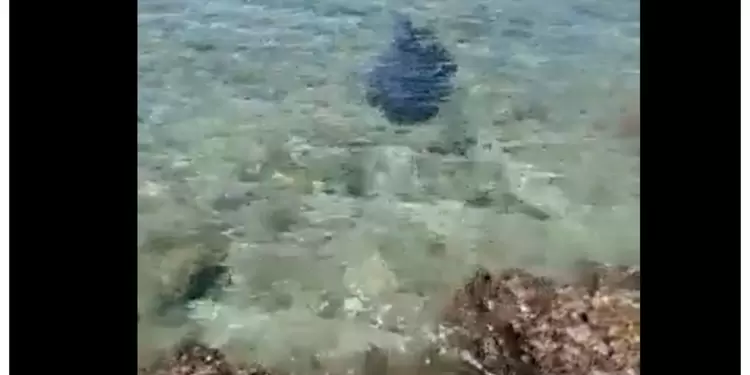 Tiburón que mató a turista Tiburón que mató a turista