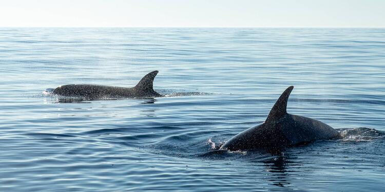 Captan el impactante momento en que 70 orcas se devoran a una ballena azul Captan el impactante momento en que 70 orcas se devoran a una ballena azul