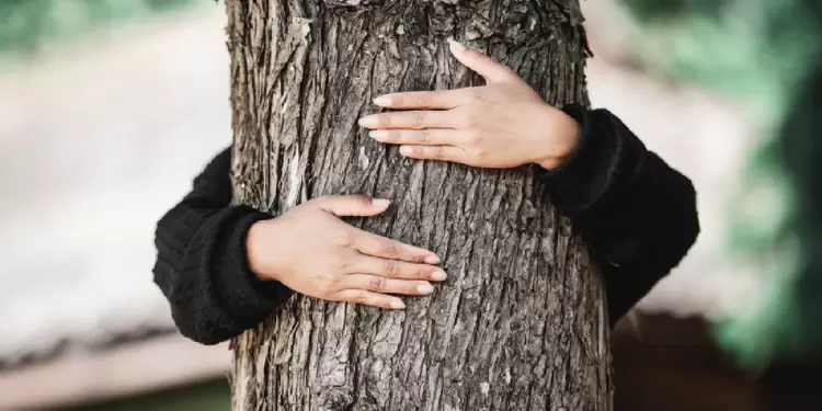 Abrazar un árbol Abrazar un árbol
