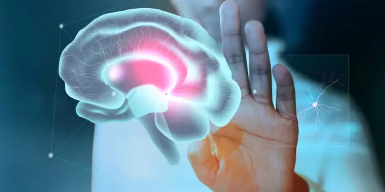 Funcionamiento del cerebro y la memoria Funcionamiento del cerebro y la memoria