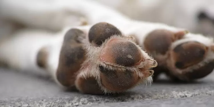 Perro Perro