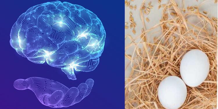Relación proteinas cerebro y testículos