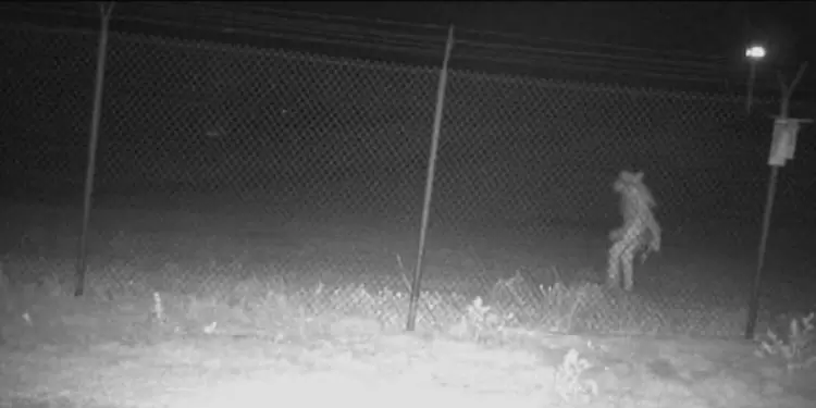 Misteriosa figura de un zoológico de Texas Misteriosa figura de un zoológico de Texas