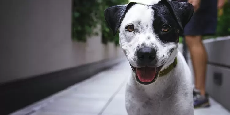 Perro Perro