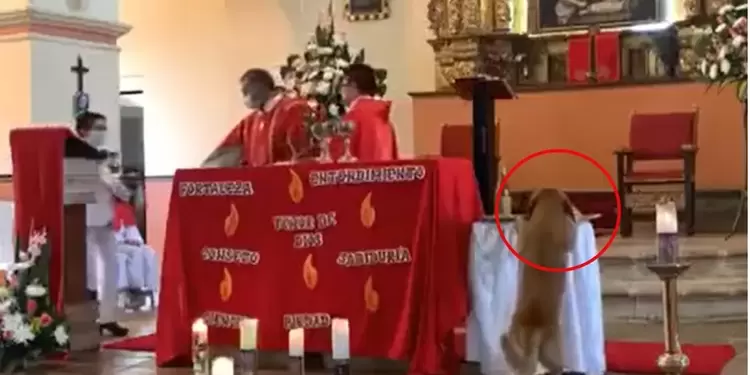 Perro se roba el pan de una misa