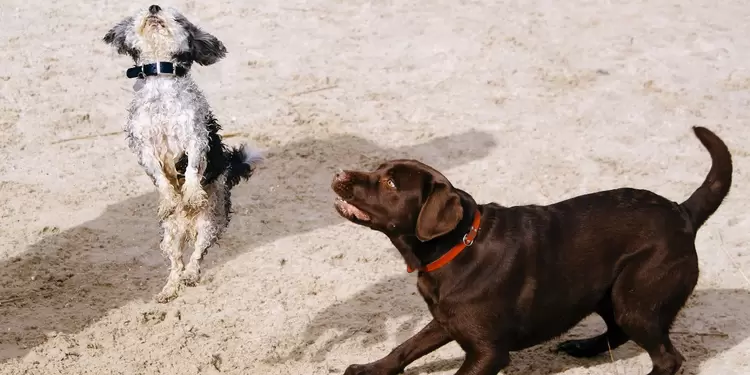 Perros Perros
