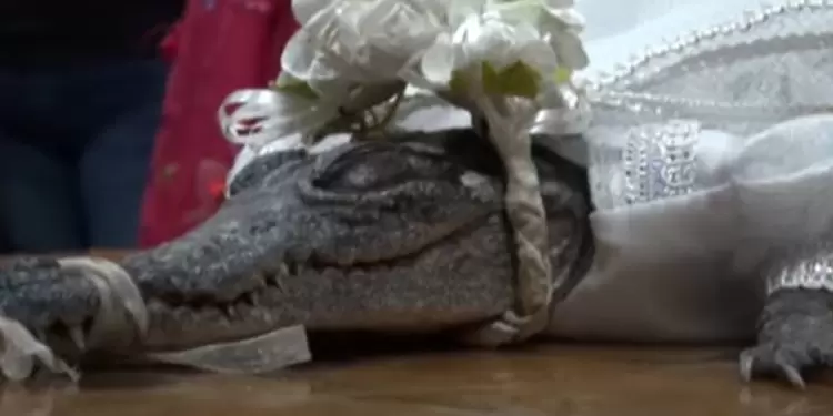 Reconocido alcalde vistió de novia a una lagarta y se casó con ella Reconocido alcalde vistió de novia a una lagarta y se casó con ella