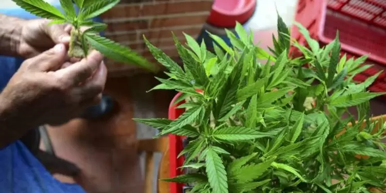 planta de marihuana