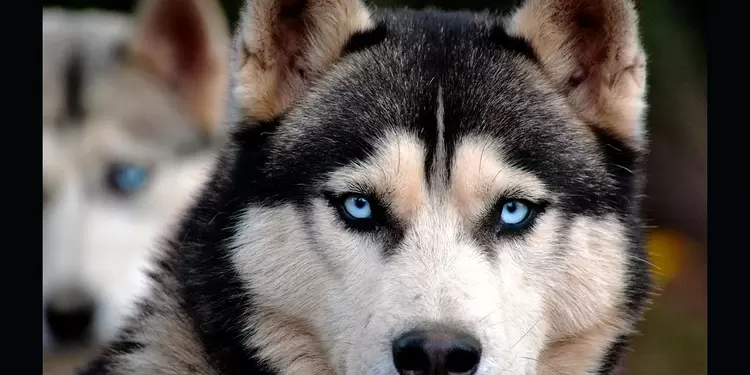 Perro siberiano, raza que ayudó mucho al hombre Perro siberiano, raza que ayudó mucho al hombre