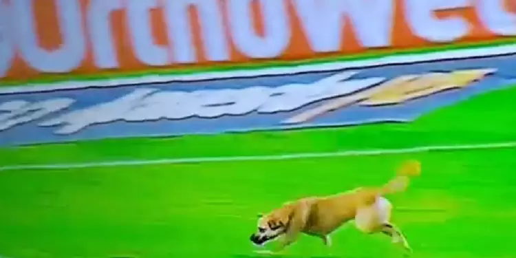 perro entra a cancha de fútbol perro entra a cancha de fútbol
