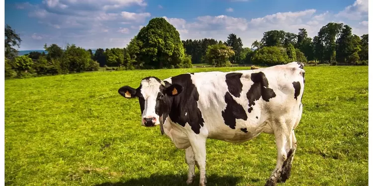 Vaca Vaca